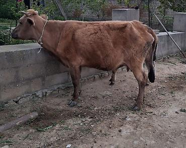 südlük inek satilir: Dişi, il: 1, 100 kq, Südlük, Ünvandan götürmə, Ödənişli çatdırılma — 6