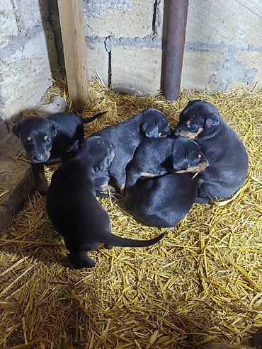 İtlər: Doberman, Pulsuz çatdırılma — 6