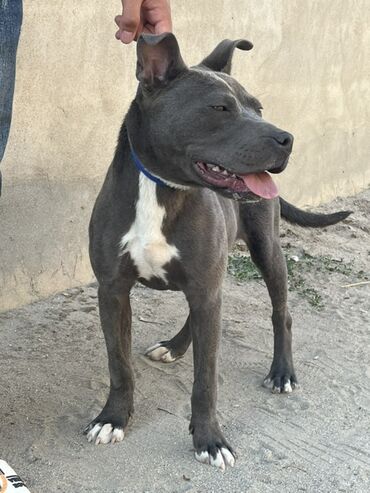it pişik: Pitbul, 6 ay, Dişi, Ünvandan götürmə