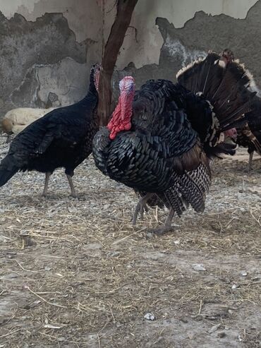 İtlər: Erkək, Damazlıq, Ünvandan götürmə