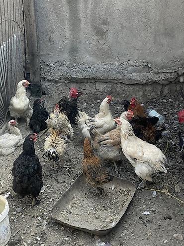 скотный двор: Продаю | Куры, Петух — 2