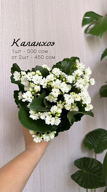 молочай цветы: Комнатные растения в наличии🌿 Как всем известные, так и редкие — 1