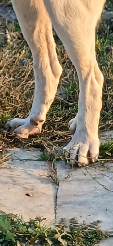 İtlər: Qurdbasar, 1 il, Erkek, Peyvəndli, Ödənişli çatdırılma — 10