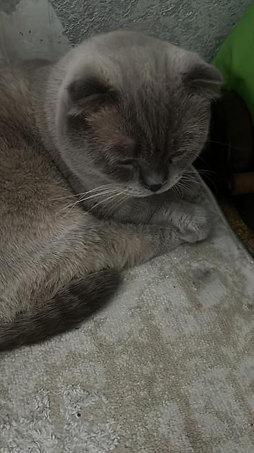говорящий попугай жако: Шотландская вислоухая кошка (Scottish Fold) Отдам в заботливые руки! - — 1