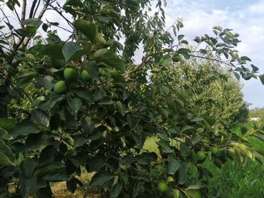 Torpaq sahələrinin satışı: 12 sot, Tikinti, Mülkiyyətçi, Kupça (Çıxarış) -da lalafo.az — 7 Torpaq sahələrinin satışı: 12 sot, Tikinti, Mülkiyyətçi, Kupça (Çıxarış) — 7