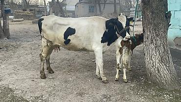 Коровы, быки: Продаю | Корова (самка) — 8