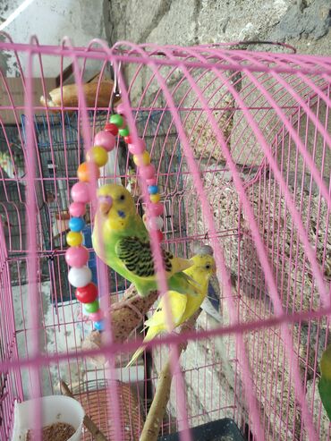 Tutuquşları: Papuqaylar biri 14 Azn erkey disi var — 4