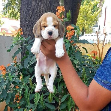 Αξιολάτρευτα κουτάβια beagle διαθέσιμα πωλούν μια όμορφη γέννα από