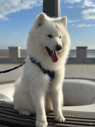 samoyed satılır: Samoyed, 1 il, Erkək, Cütləşmə üçün — 3