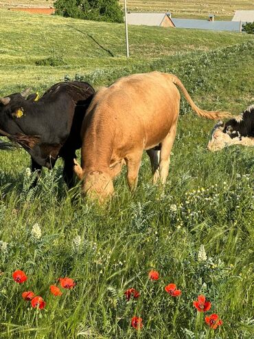 Коровы, быки: Продаю | Бык (самец) | Герефорд, Швицкая, Симментальская | На откорм | Племенные