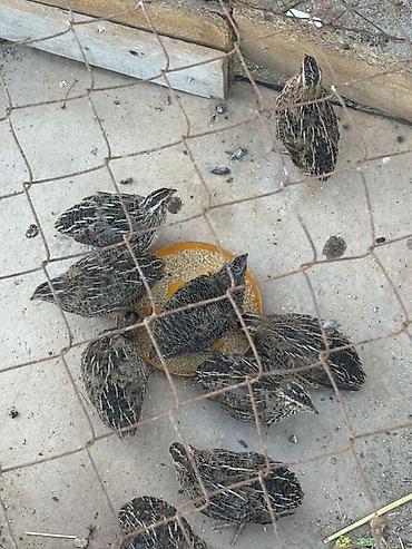 çin bıldırcını: Məhsul: Bildircinlər (qafes şəraitində yetişdirilən) Təsvir: - — 1