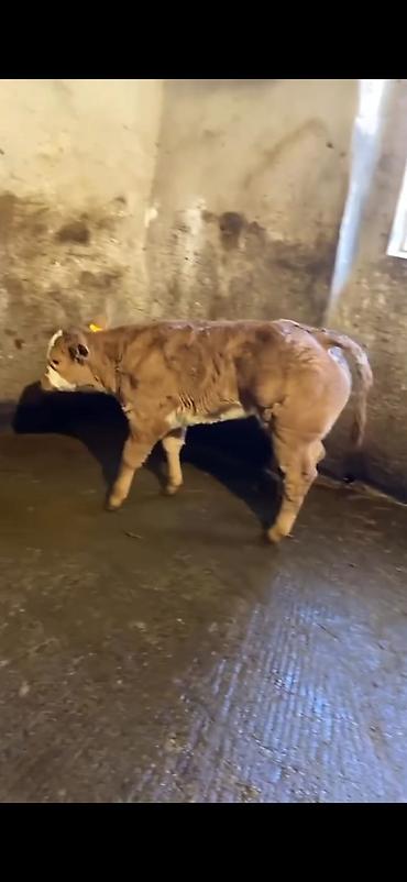 Dana, buzov: Cins buzov – ətlik istiqamət - Rəng: açıq qəhvəyi, alnında ağ ləkə - — 11