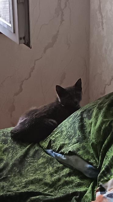 Dişi, Yaxşı əllərə, Pulsuz çatdırılma lalafo.az -da Dişi, Yaxşı əllərə, Pulsuz çatdırılma