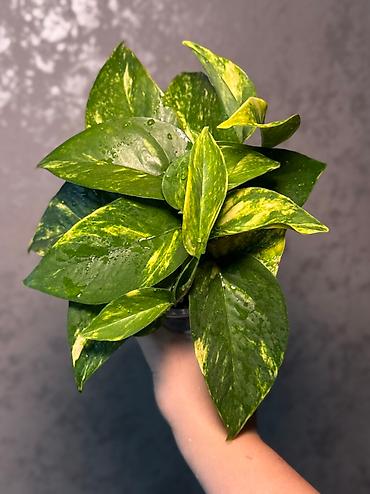 Другие комнатные растения: Добрый день! В продаже комнатные растения: Сингониумы - конфетти — 4