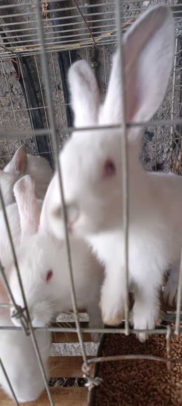 продаю кролики: Продаю | Крольчата | На забой, Для разведения