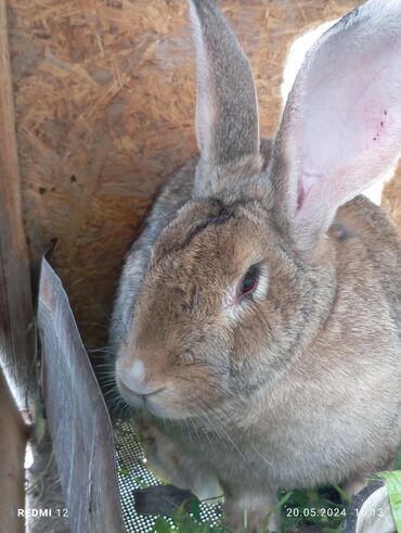 комбикорм для кроликов: Продаю | Крольчиха (самка) | Серый великан | Для разведения