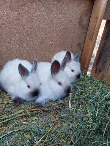 кролики токмак: Продаю | Крольчата | Калифорнийская | Для разведения | Племенные