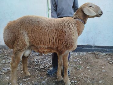 в связи с переездом отдам попугая жако в добрые руки: Продаю | Баран (самец) | Арашан | Для разведения