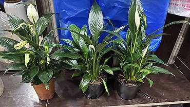Другие комнатные растения: Комнатные цветы, цены написаны на фото — 32