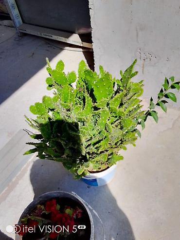 otaq bitkiləri: Bitki: Epiphyllum/Orxideya kaktusu (meşə kaktusu). Boyusu 50 AZN — 1