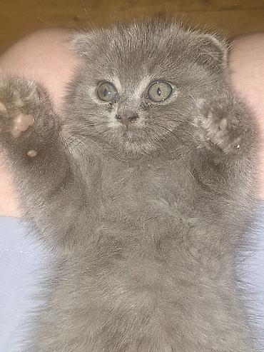 Кошки: Шотландская вислоухая — 1