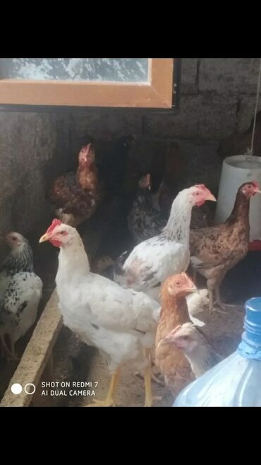 Inəklər, öküzlər: Toyuq, Damazlıq