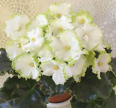 Фиалки и глоксинии: 🌱🌺🌱 Продаю сортовые ДЕТКИ стандартных, трейлерныхмини и полумини — 10