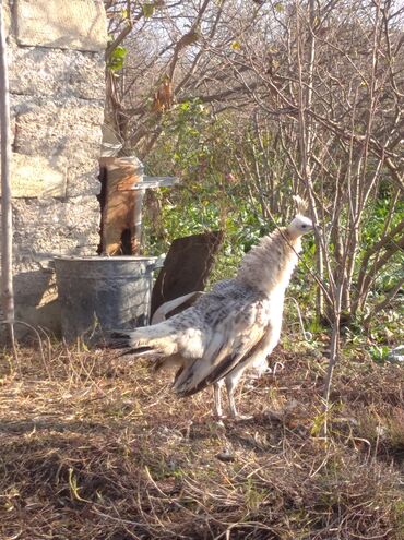 Tovuz quşları: Salam aleykum. Satışda bir cüt ağ tovuzquşu var. 6 ayliqdirlar. cütü — 2
