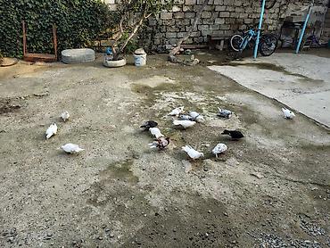 drakon goyercin: 16 ed saglam quslardi. hamsida qanadlidi.coxu kevən balalardi. ləhic — 5