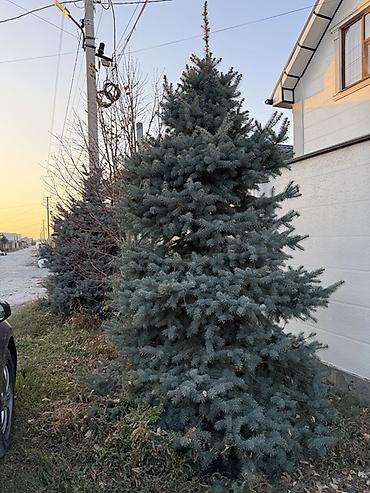 Ель: Голубая ель (Picea pungens ‘Glauca’) для ландшафта. 2 голубые ели с — 11
