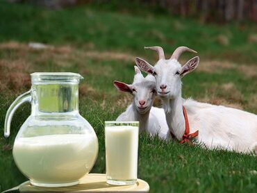 заказать прикроватную тумбочку: Свежее козье молоко 🥛🐐 Продаётся натуральное домашнее козье молоко