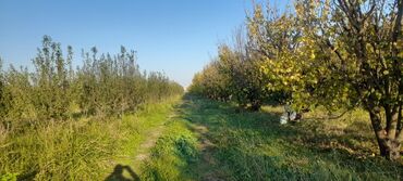 Ağaclar: Goranboy rayonu, Hazırəhmədli kəndində yerləşən 2 hektar meyvə bağı — 3