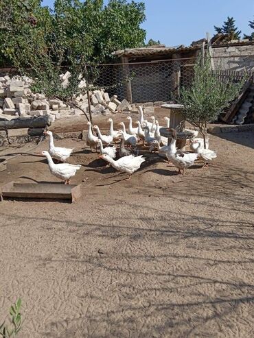 lal ördəklərin satışı: Dişi, Ətlik, Ünvandan götürmə