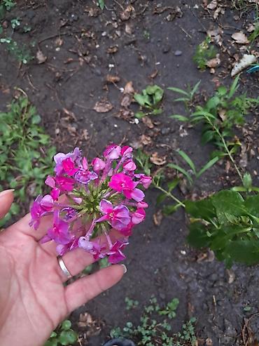 Садовые цветы и кустарники: Саженцы цветка: Ромашки, Самовывоз — 2