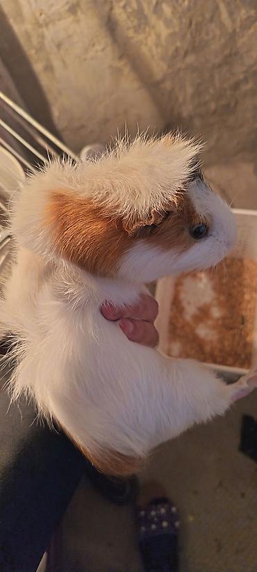 kirpi ne yeyir: Dəniz donuzucuğu (guinea pig) sağlam erkək marskaya svinka - Növ — 3