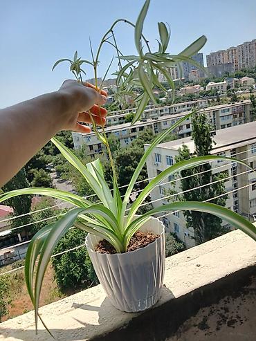 ev guleri: Xlorofitum (Spider Plant) – dekorativ otaq bitkisi - Uzun, yaşıl-ağ — 1