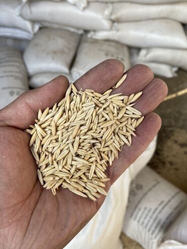Зерновые культуры: Семена и саженцы Овса, Бесплатная доставка