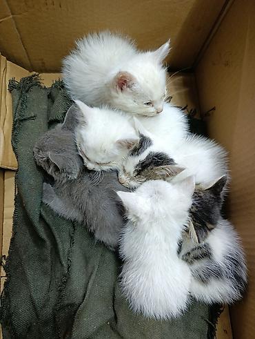 Отдам даром кошку: Котята даром, есть кошка веслоухая 1 год тоже даром в хорошие руки — 1