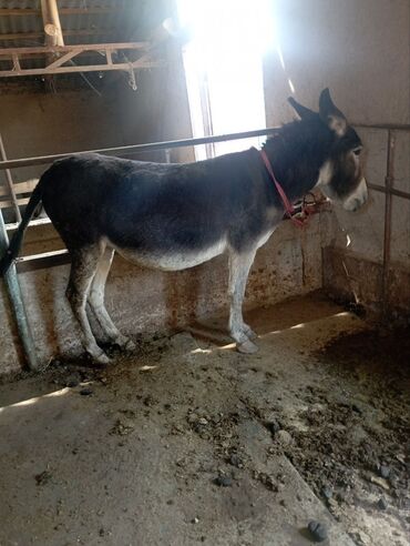 в связи с переездом отдам попугая жако в добрые руки: Осёл рабочий - Порода: домашний осёл, масть темно‑серая с более