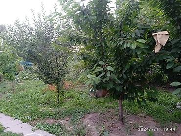 Дома: 120 м², 4 комнаты, Новопавловка с., Только девушкам — 5