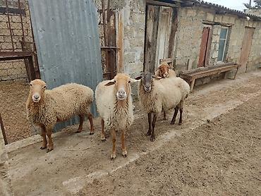 Qoyunlar, qoçlar: Dişi, il: 2 — 1