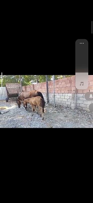 cücə yemi: Satılır: dişi at bala ilə birlikdə - Növ: at - Rəng: qızılı-kəhvəyi - — 1