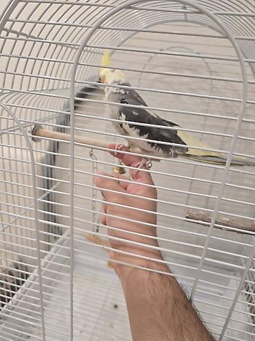 🦜 Danışan erkək və dişi korella satılır! Sağlam və aktiv cüt korella lalafo.az -da 🦜 Danışan erkək və dişi korella satılır! Sağlam və aktiv cüt korella