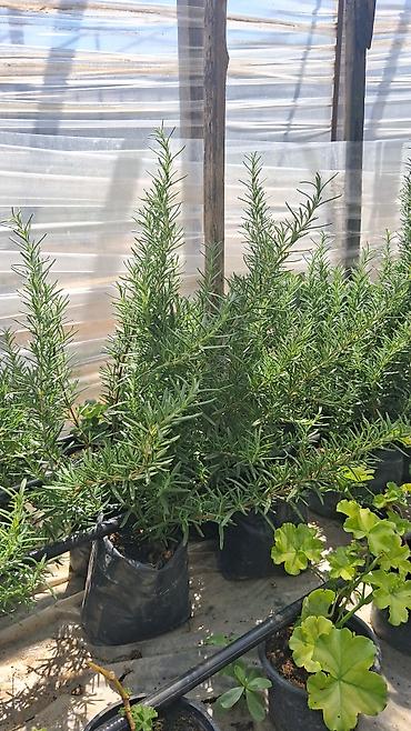 ev ucun ətirlər: Məhsul: Rozmarin (Rosmarinus officinalis) qiymət 50qəpik fidanları – — 3