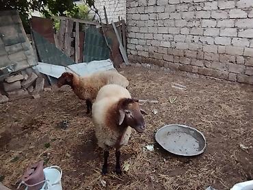Qoyunlar, qoçlar: - Növ iki dənə dişi heyvanlardi dişilər orta yaşlı qoyunlardi bir — 11
