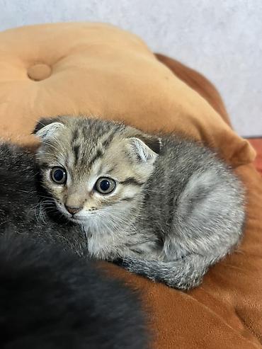 шотланский кошка: Шотландские вислоухие котята. Милые котята с характерными прижатыми — 1