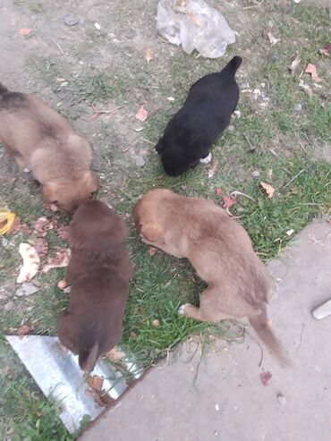 Toyuqlar: Məhsul: Zvanok balaları - Sevimli zvanok balaları şəkillərdədir -da lalafo.az — 9 Toyuqlar: Məhsul: Zvanok balaları - Sevimli zvanok balaları şəkillərdədir — 9