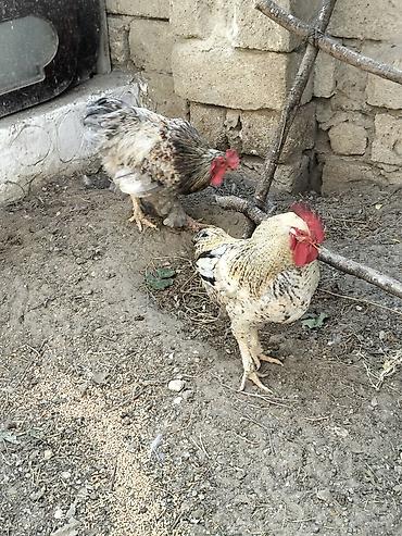 heleb kecisi satilir: Xoruz, Brama, il: 1, Ünvandan götürmə — 2