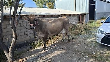 хаски щенки цена бишкек: Продаю | Корова (самка) — 3