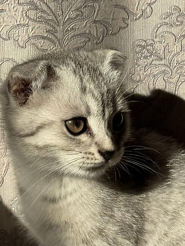 американская короткошёрстная кошка купить: Шотландский вислоухий котёнок (Scottish Fold) - Окрас: серебристый — 4
